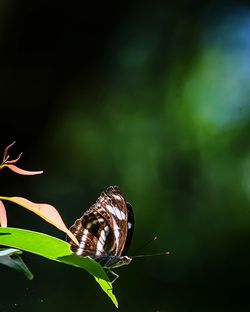 Close-up of butterfly on plant