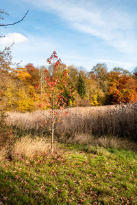 Trees on field against sky during autumn