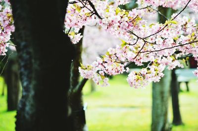 Close-up of pink flowers blooming on tree