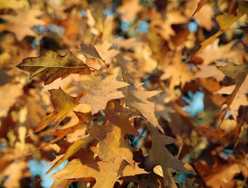 Close-up of leaves on tree