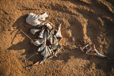 High angle view of man on sand