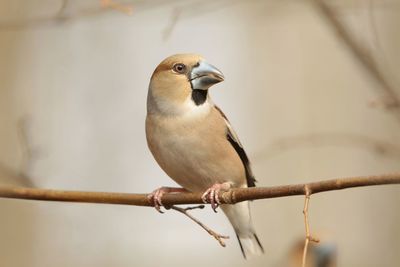 Close-up of bird perching on branch