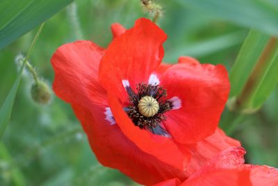 Close-up of red flower