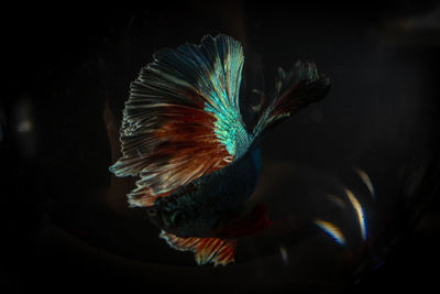 Close-up of bird flying