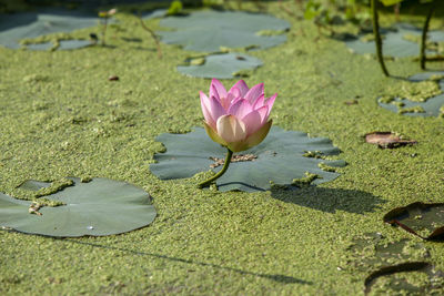 Close-up of pink lotus flower blooming in swamp