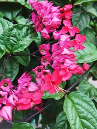 Close-up of flowers blooming outdoors