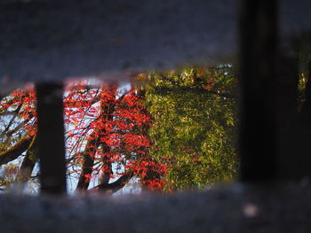 Close-up of tree against sky during autumn