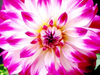 Close-up of pink flower