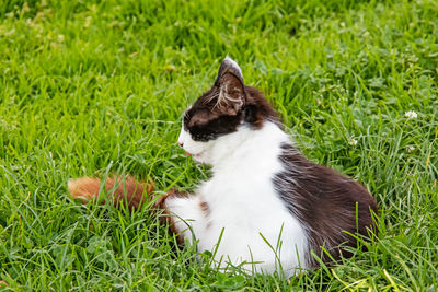 Cat sitting on grass in field