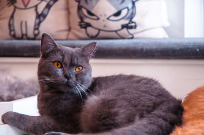 Close-up portrait of a cat