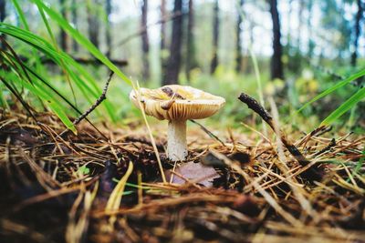 Close-up of mushroom growing in forest