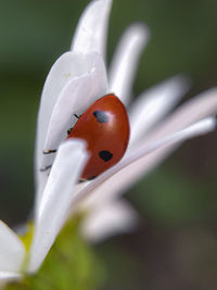 Close-up of red flower