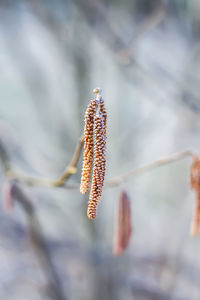 Close-up of adler plant