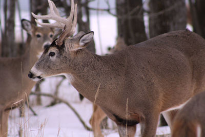 Close-up of deer during winter