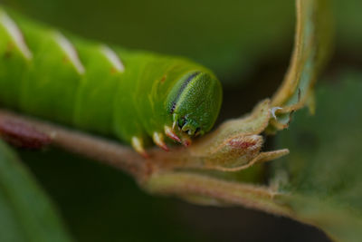 Close-up of green caterpillar on branch