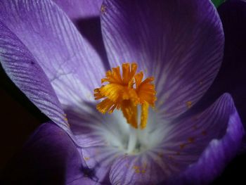 Close-up of yellow flower blooming outdoors