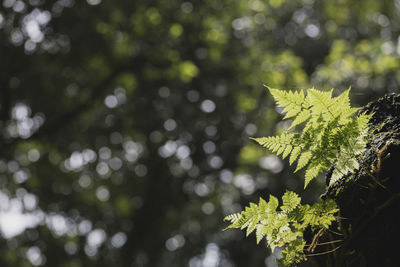 Close-up of maple leaves on tree