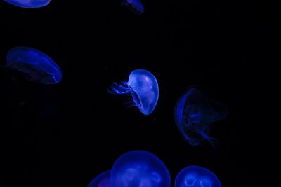 Close-up of jellyfish against blue background