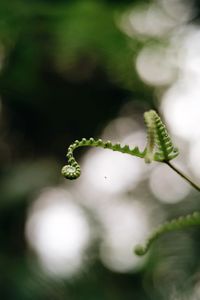 Close-up of green plant