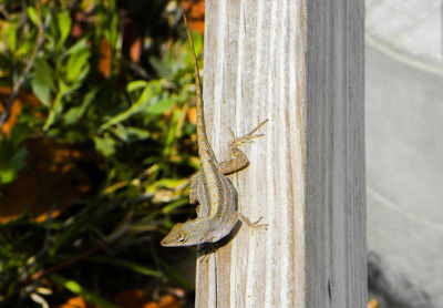 Close-up of lizard on tree