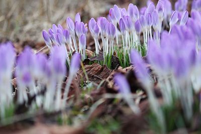 Close-up of purple crocus flowers on field