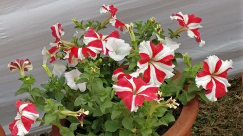 Close-up of red flowers blooming outdoors