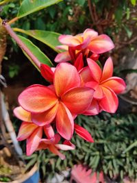 Close-up of pink flowering plant