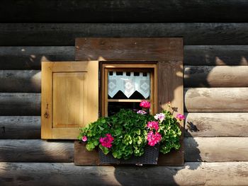 Flower pot on window sill