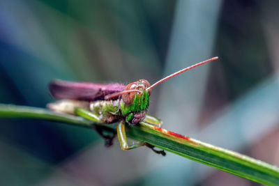 Close-up of grasshopper on a leaf