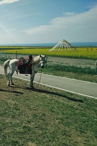 View of horse on field against sky