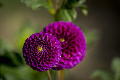 Close-up of purple flowers