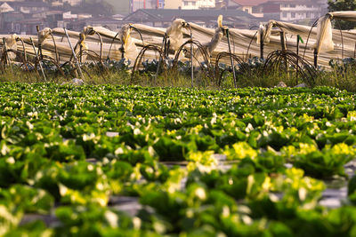 High angle view of plants on field