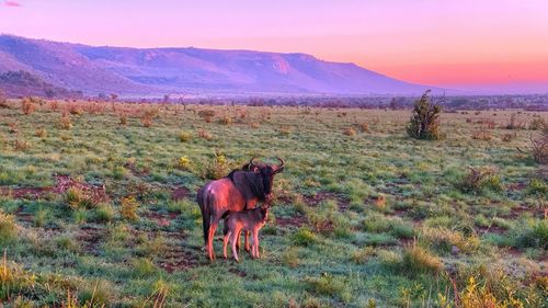 Horse in a field