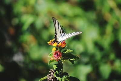 Close-up of butterfly pollinating on flower