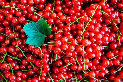 Full frame shot of red berries