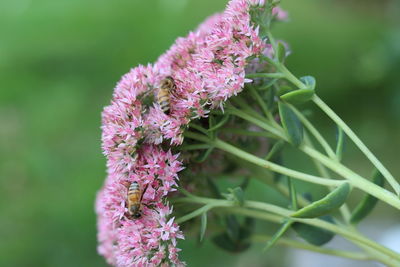 Close-up of insect on pink flowering plant