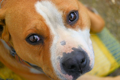 Close-up portrait of dog