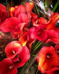 Close-up of red flowers blooming outdoors