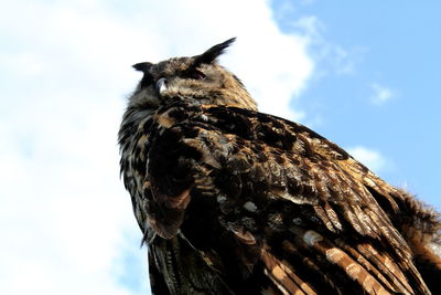 Close-up of eagle owl against sky