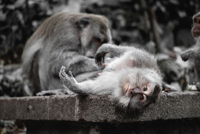 Close-up of a monkey getting groomed in forest