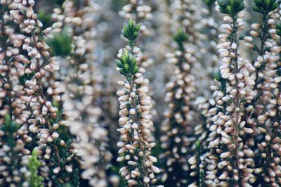 Full frame shot of flowering plants