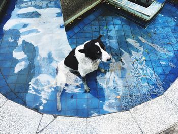 High angle view of dog on swimming pool