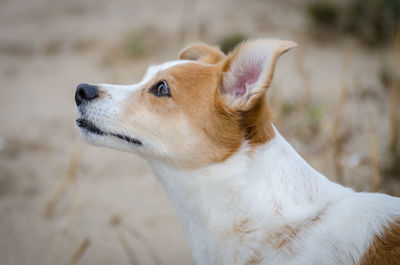 Close-up of dog outdoors