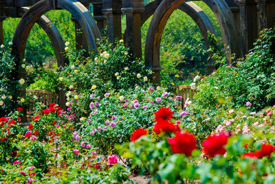 Close-up of flowers blooming in garden