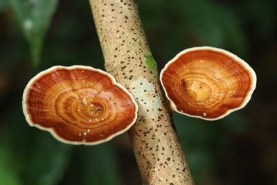 Close-up of snail