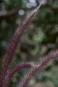 Close-up of blue flower