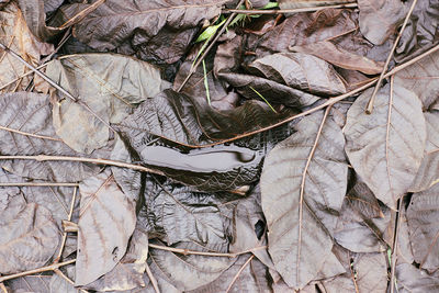 High angle view of dried leaves on plant