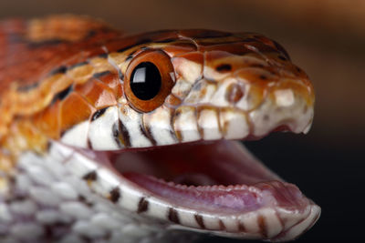 Close-up of snake