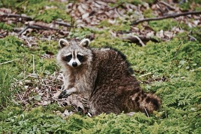 Portrait of raccoon on grass