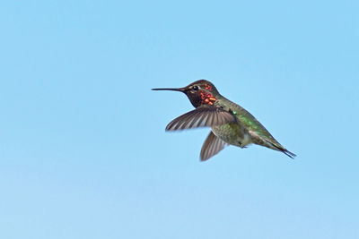 Low angle view of hummingbird flying against clear sky